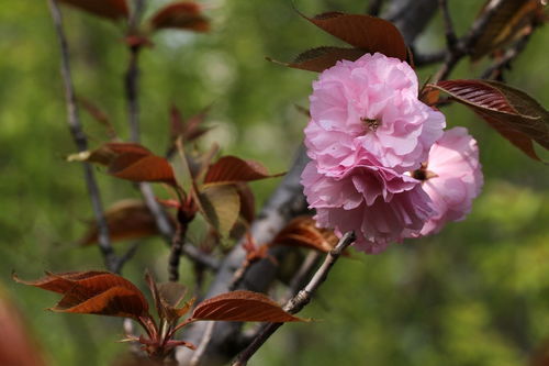 晚櫻與羊肉 春日邂逅的美味與風情