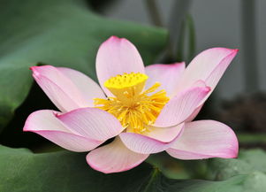 花卉攝影與牛肉生態 自然之美與飲食文化的交融