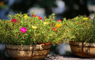 家庭養花大全 花卉養護這幾個小妙招，老花農都說好，快學起來吧