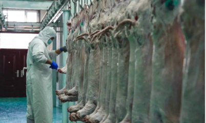 賽湖小羊正式投產！探索地方特色養殖與品牌發展新路徑